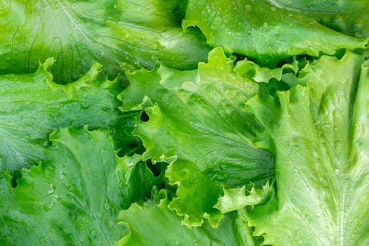 Fresh cut leaves of green lettuce texture, top view.