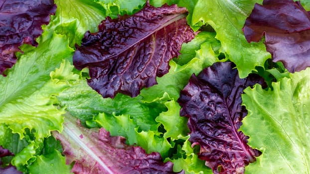 Fresh cut leaves of green and pupprple lettuce texture, top view.