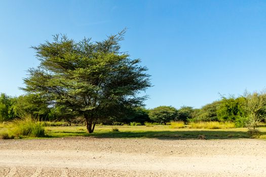 Road to Safari Park on Sir Bani Yas Island, Abu Dhabi, United Arab Emirates.