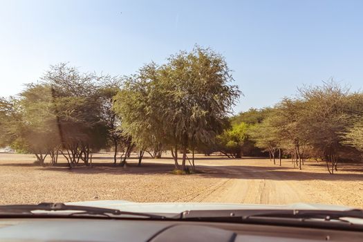 Road to Safari Park on Sir Bani Yas Island, Abu Dhabi, United Arab Emirates.