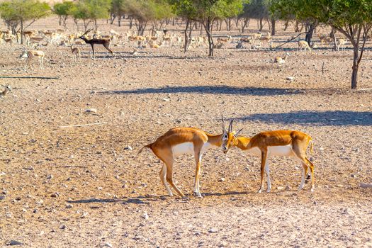 Fight of two young antelopes in a safari park on Sir Bani Yas Island, Abu Dhabi, UAE.