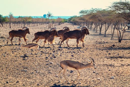 Group of Ovis ammon mountain sheep in a safari park on the island of Sir Bani Yas, United Arab Emirates.