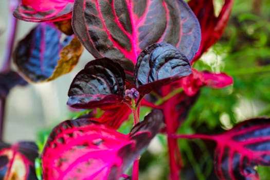 View of a beautiful plant with bright red stems and leaves