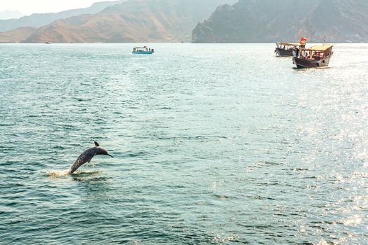 Jumping out of the water dolphin and pleasure boats in the Gulf of Oman.
