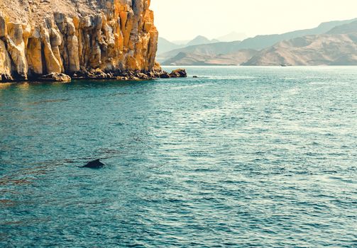 Dolphins playing in the water of the Gulf of Oman.