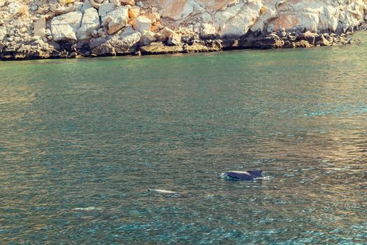 Dolphins playing in the water of the Gulf of Oman.