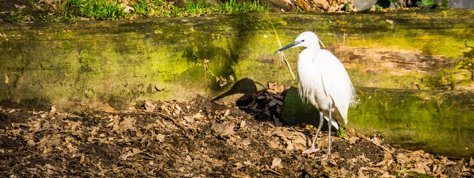 white little egret standing at the coast, common tropical bird from Eurasia and Africa