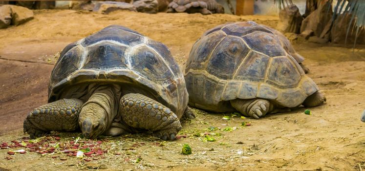 Aldabra giant tortoise eating food, animal and pet feeding, large tropical land turtles from seychelles and Madagascar, Reptile specie with a vulnerable status