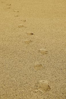top aerial view of footsteps footprints on sand dunes in desert