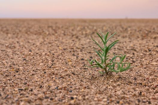 dry earth and a green lonely plant that breaks through climatic problems