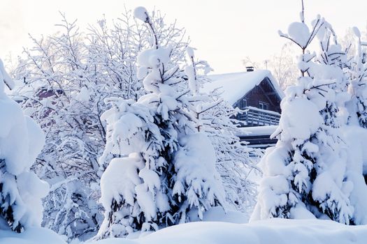 Small spruce trees in the winter forest covered with lots of snow.