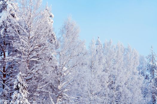 Trees covered with snow and frost in the winter forest against the blue sky.