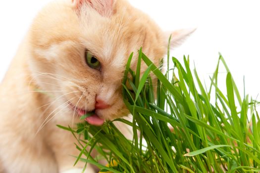 Beautiful cream tabby cat eating fresh green grass, isolated on white background.