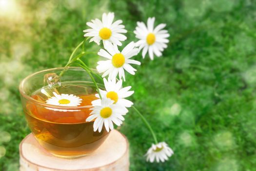 Chamomile tea in a transparent cup on a birch stump against the background of chamomile foliage in the sun.