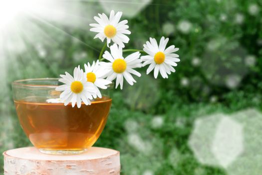 Chamomile tea in a transparent cup on a birch stump against the background of chamomile foliage in the sun.