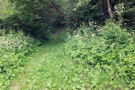 narrow Footpath in a green forest on a summer day.