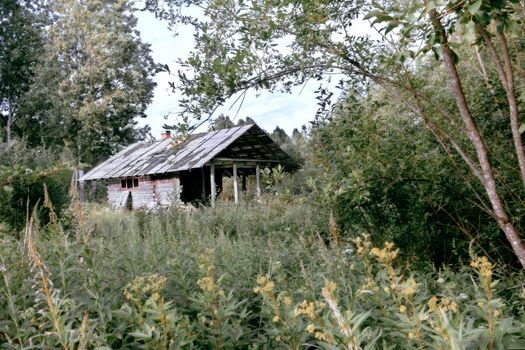 Old abandoned house among the lush summer greenery in the forest.