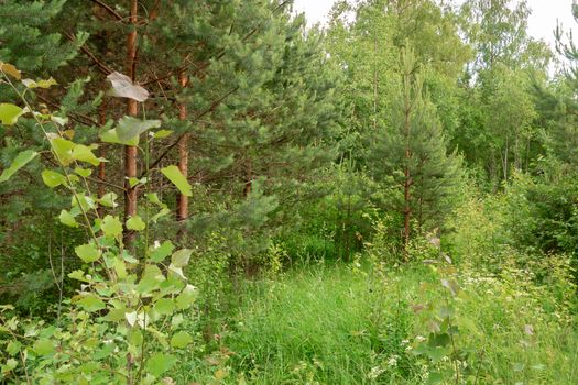 glade and pines in a green forest on a summer day.