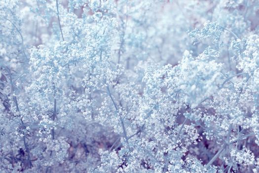 Lush small white flowers - a floral background, texture in lilac tone.