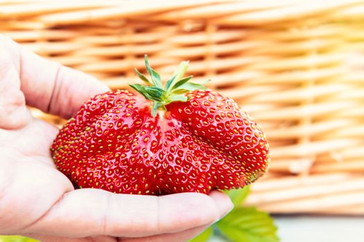 Huge strawberries in a female hand on the background of a wicker basket.