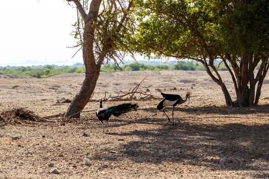 Two crowned cranes Balearica regulorum are walking in a safari park on Sir Bani Yas Island, Abu Dhabi, United Arab Emirates.