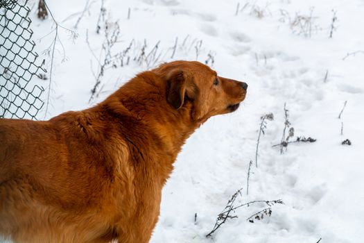 Beautiful red dog on the background of snow guards its territory.