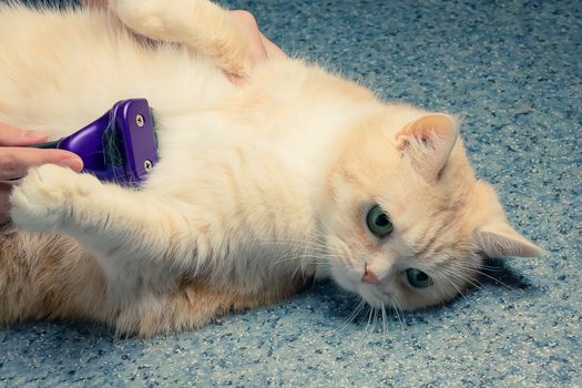 female hands combing hair on the belly of a beautiful cream cat.