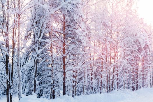 Winter landscape - snow-covered trees along the road in the rays of sunset.