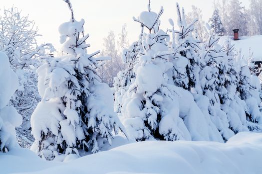 Small spruce trees in the winter forest covered with lots of snow.