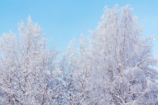 Trees covered with snow and frost in the winter forest against the blue sky.