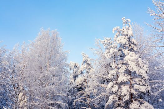 Trees covered with snow and frost in the winter forest against the blue sky.