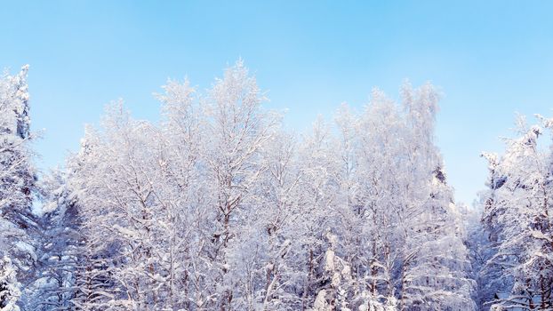 Trees covered with snow and frost in the winter forest against the blue sky.