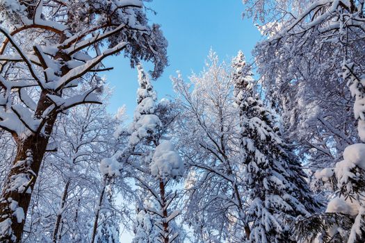 Trees covered with snow and frost in the winter forest against the blue sky.