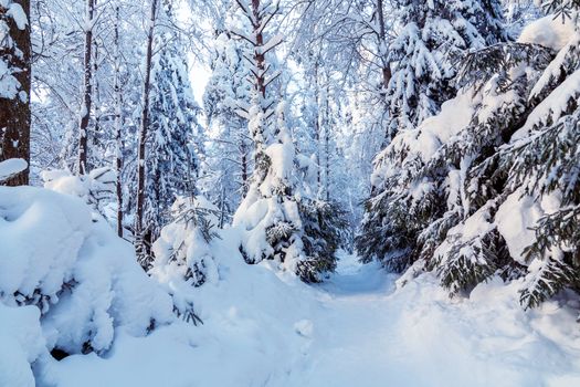 Path between snow-covered trees in a winter snow forest.