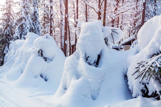 Small spruce trees in the winter forest covered with lots of snow.