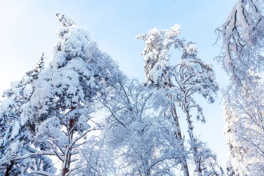 Trees covered with snow and frost in the winter forest against the blue sky.