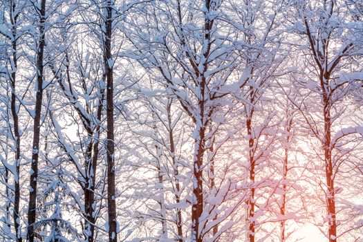 Winter landscape - snow-covered trees along the road in the rays of sunset.