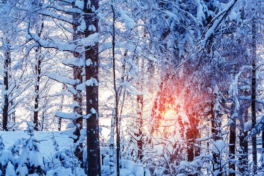 Winter landscape - snow-covered trees along the road in the rays of sunset.