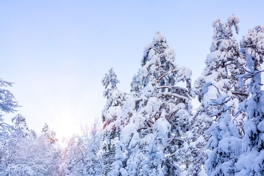 Trees covered with snow and frost in the winter forest against the blue sky.