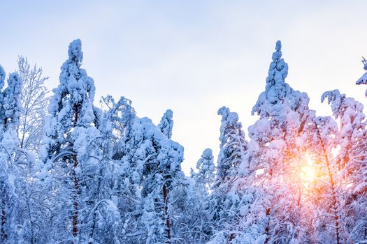 Winter landscape - snow-covered trees along the road in the rays of sunset.