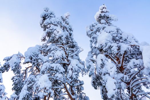 Trees covered with snow and frost in the winter forest against the blue sky.