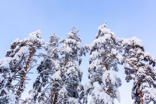 Trees covered with snow and frost in the winter forest against the blue sky.