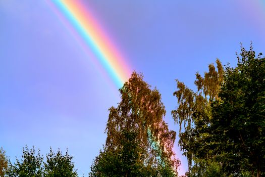 Rainbow in the blue sky over the forest on a summer day.