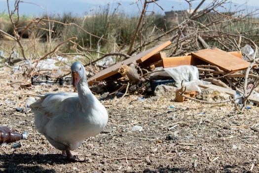 a white cute duck pose for me at his territory. photo has taken at countryside of izmir.