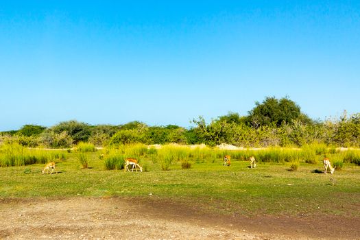 Road to Safari Park on Sir Bani Yas Island, Abu Dhabi, United Arab Emirates.