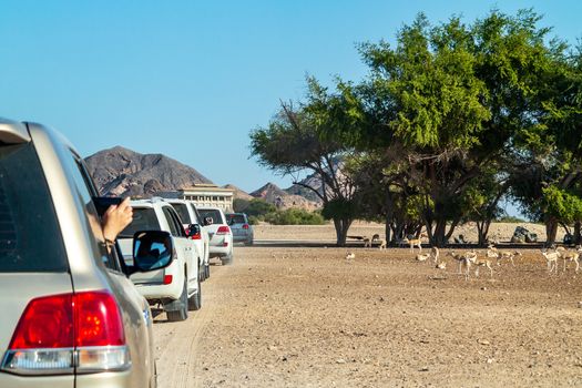 Road to Safari Park on Sir Bani Yas Island, Abu Dhabi, United Arab Emirates.