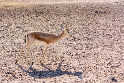 Young antelope in a safari park on the island of Sir Bani Yas, United Arab Emirates.