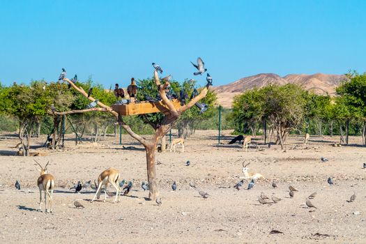 Group of antelopes and birds in Safari Park on Sir Bani Yas island, United Arab Emirates.