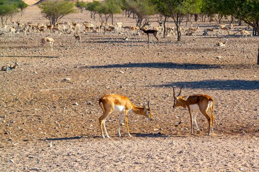 Fight of two young antelopes in a safari park on Sir Bani Yas Island, Abu Dhabi, UAE.