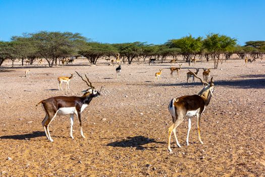 Fight of two young antelopes in a safari park on Sir Bani Yas Island, Abu Dhabi, UAE.